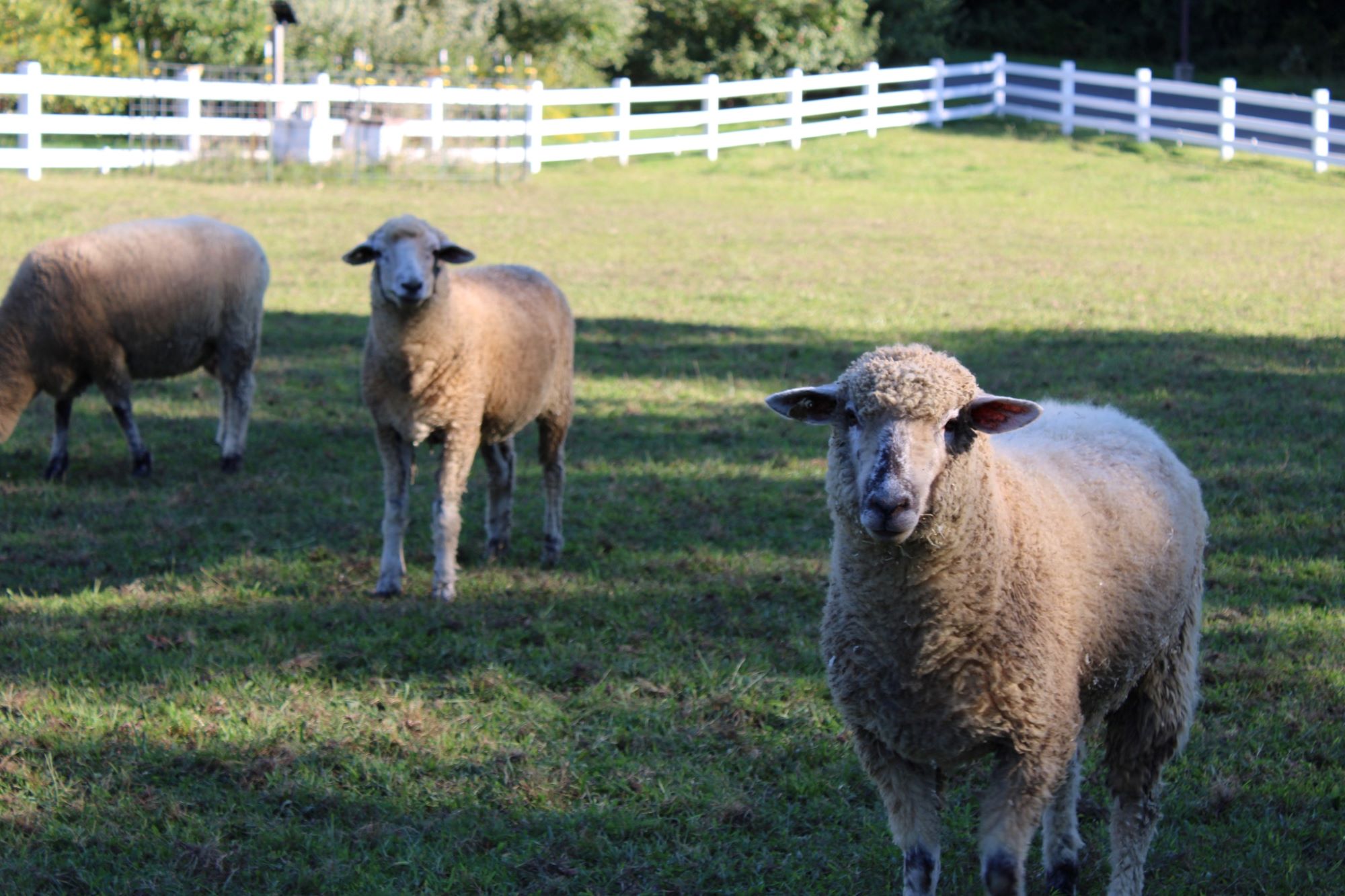 Discovery Days: On the Farm