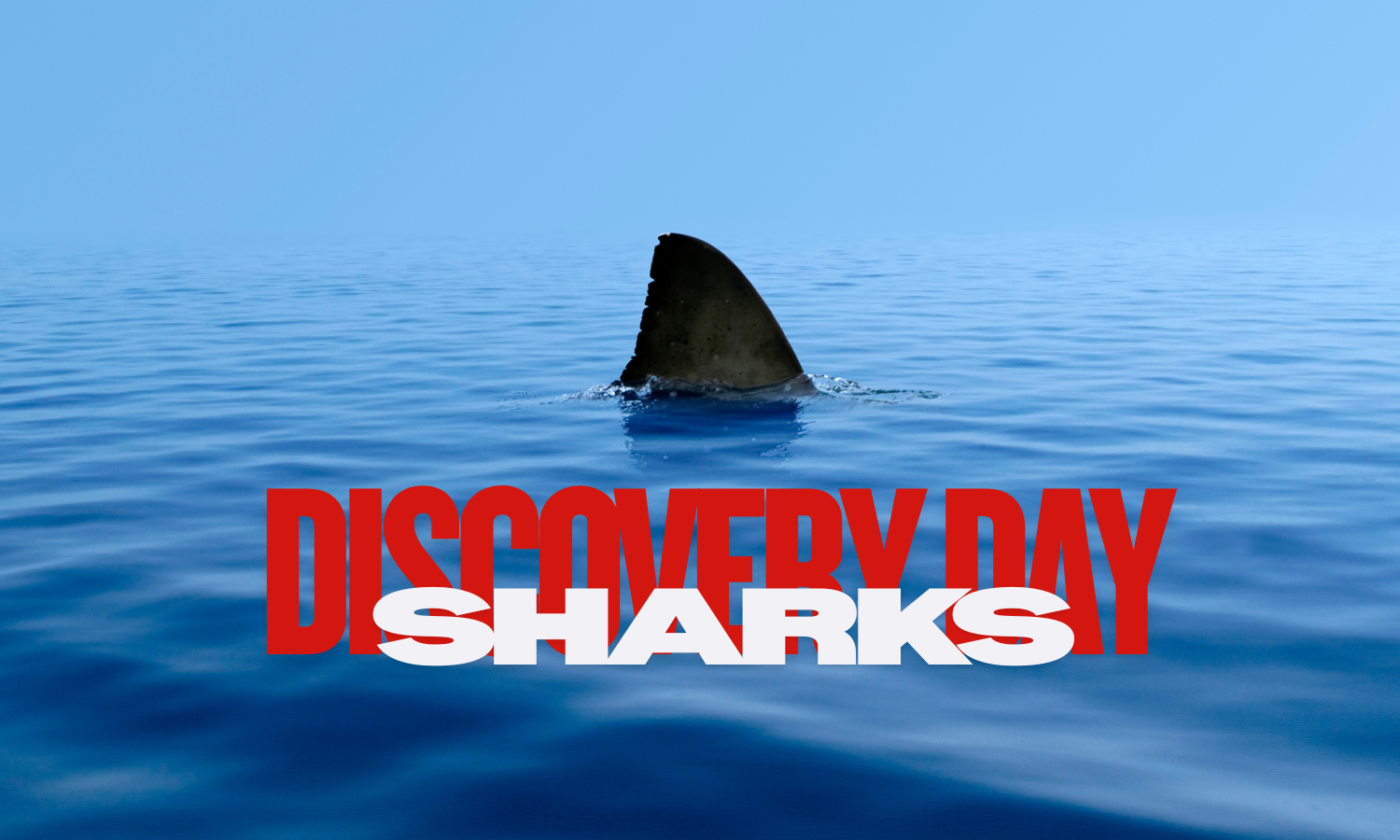 Discovery Days @ Barnes Nature Center: Sharks