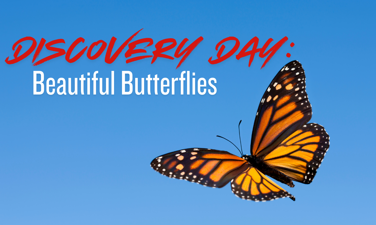 Discovery Days @ Barnes Nature Center: Beautiful Butterflies