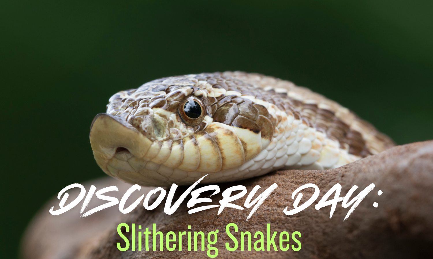 Discovery Days @ Barnes Nature Center: Slithering Snakes