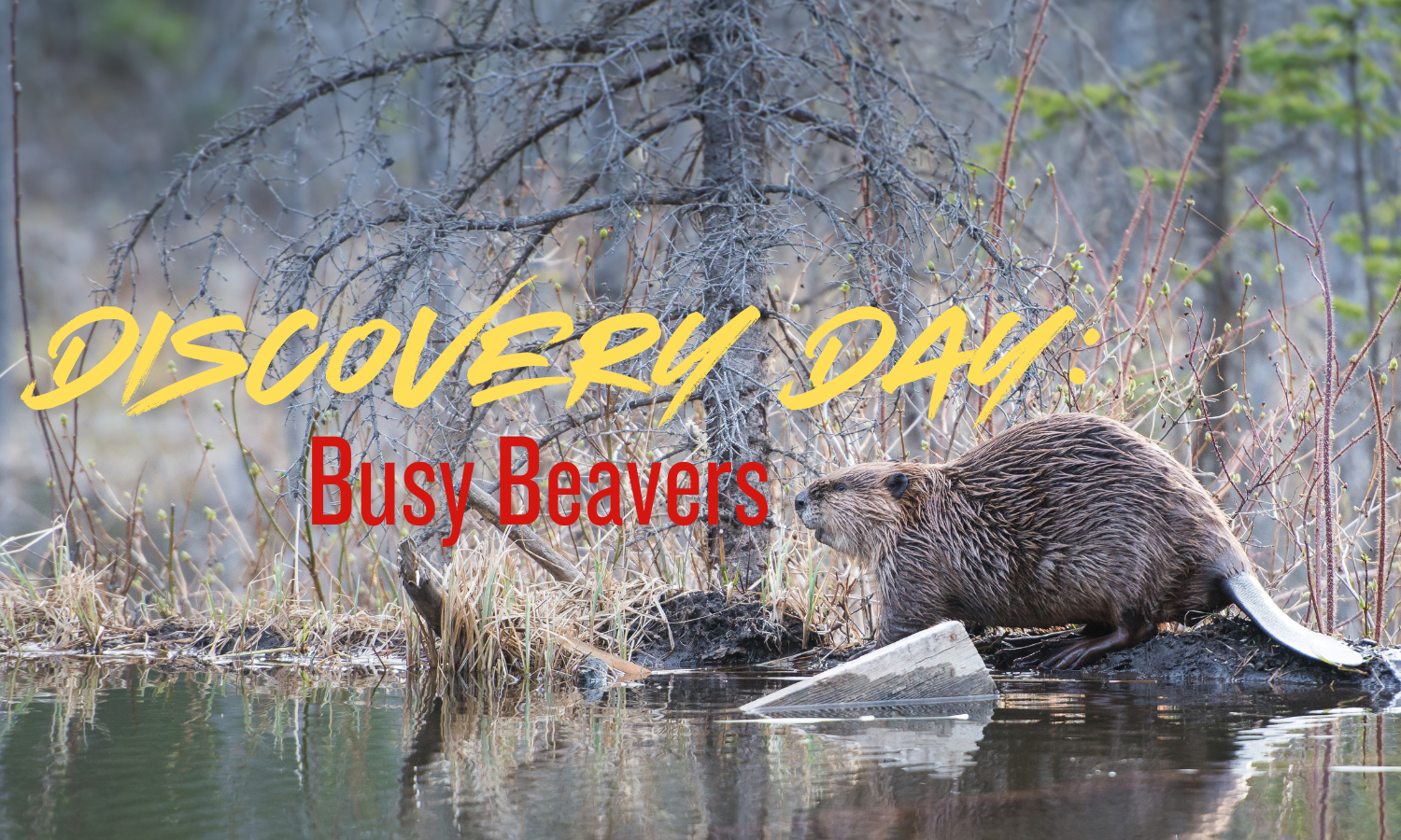Discovery Days @ Barnes Nature Center: Busy Beavers