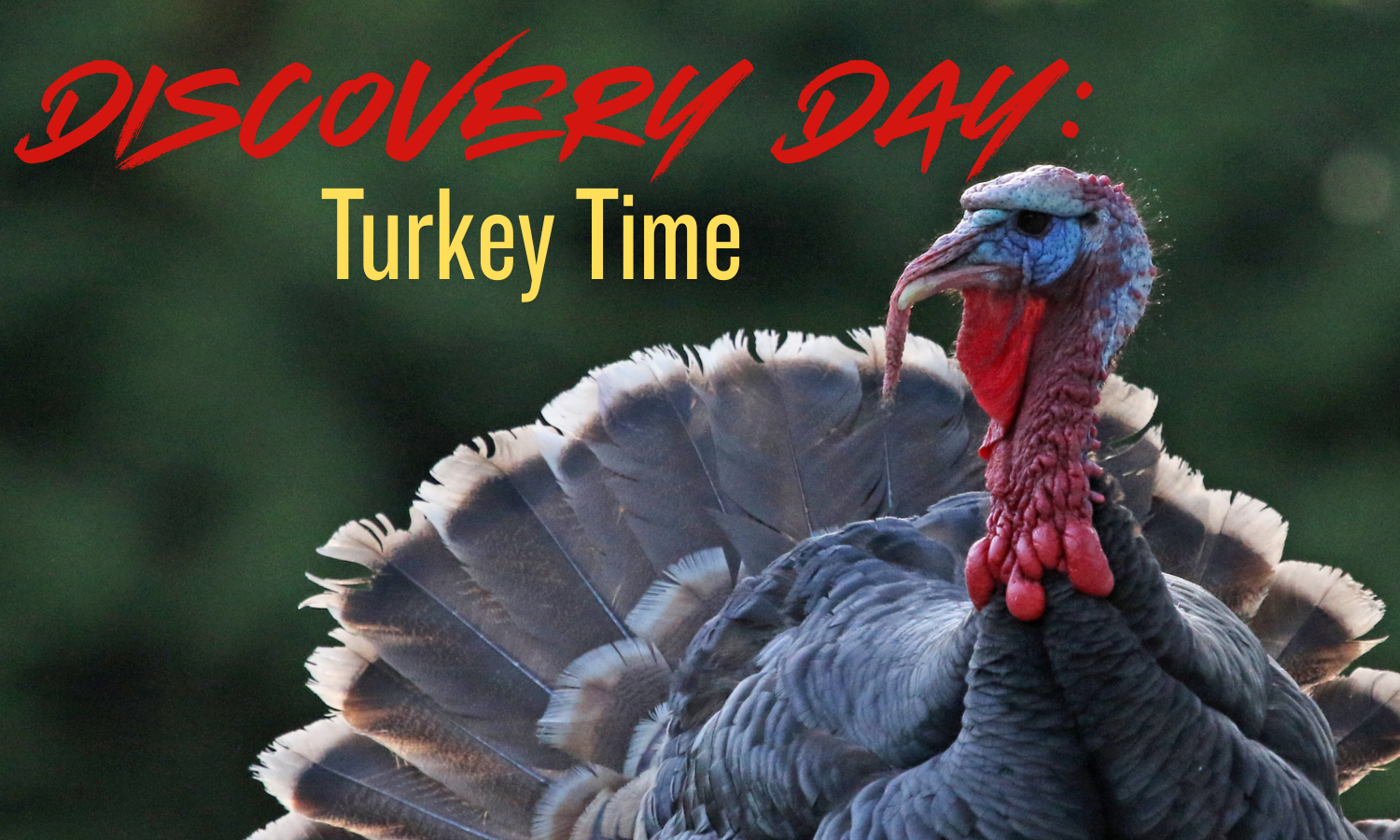 Discovery Days @ Barnes Nature Center: Turkey Time
