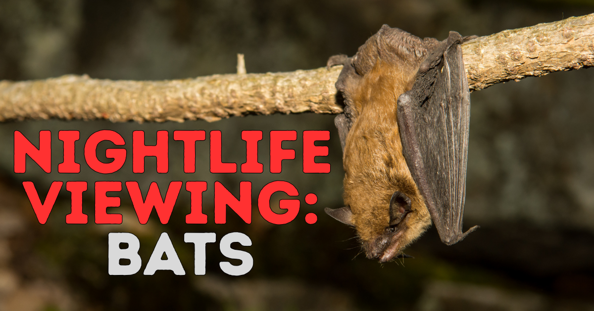 Nightlife Viewing: Bats