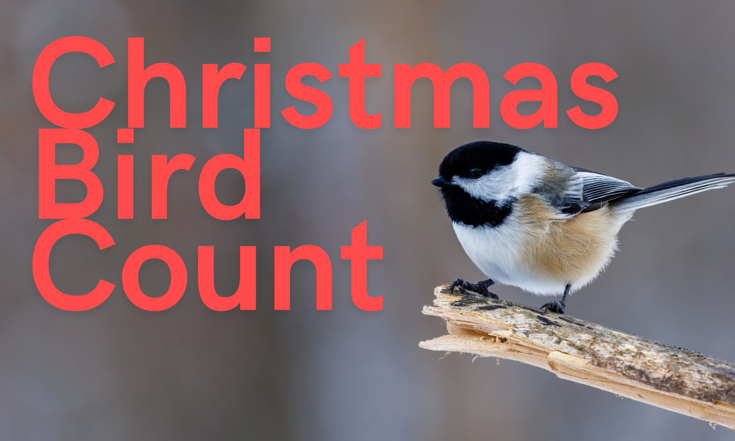 Christmas Bird Count