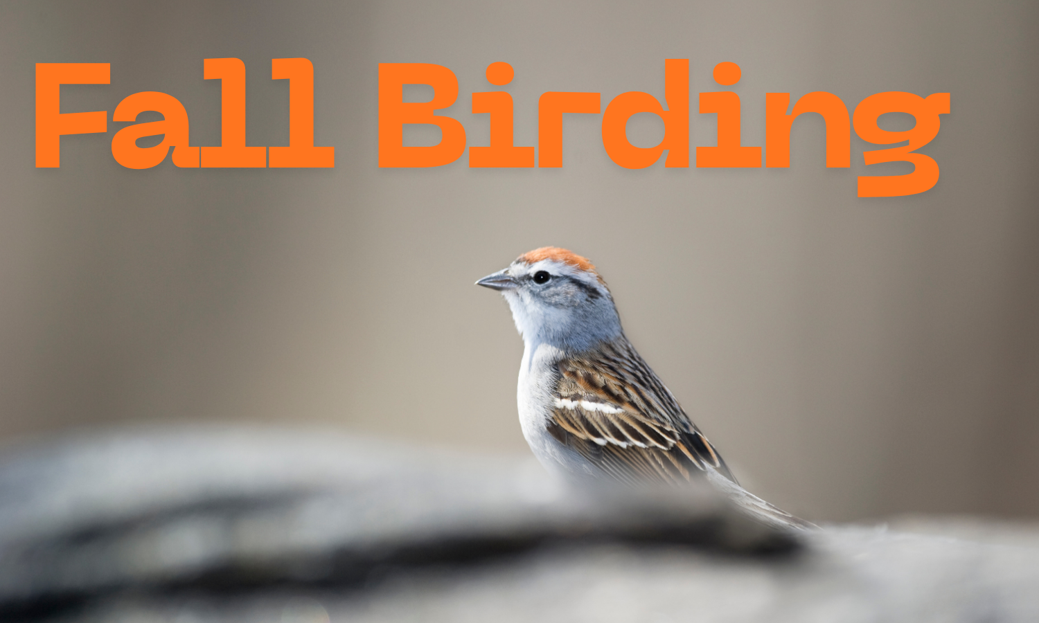 Fall Birding