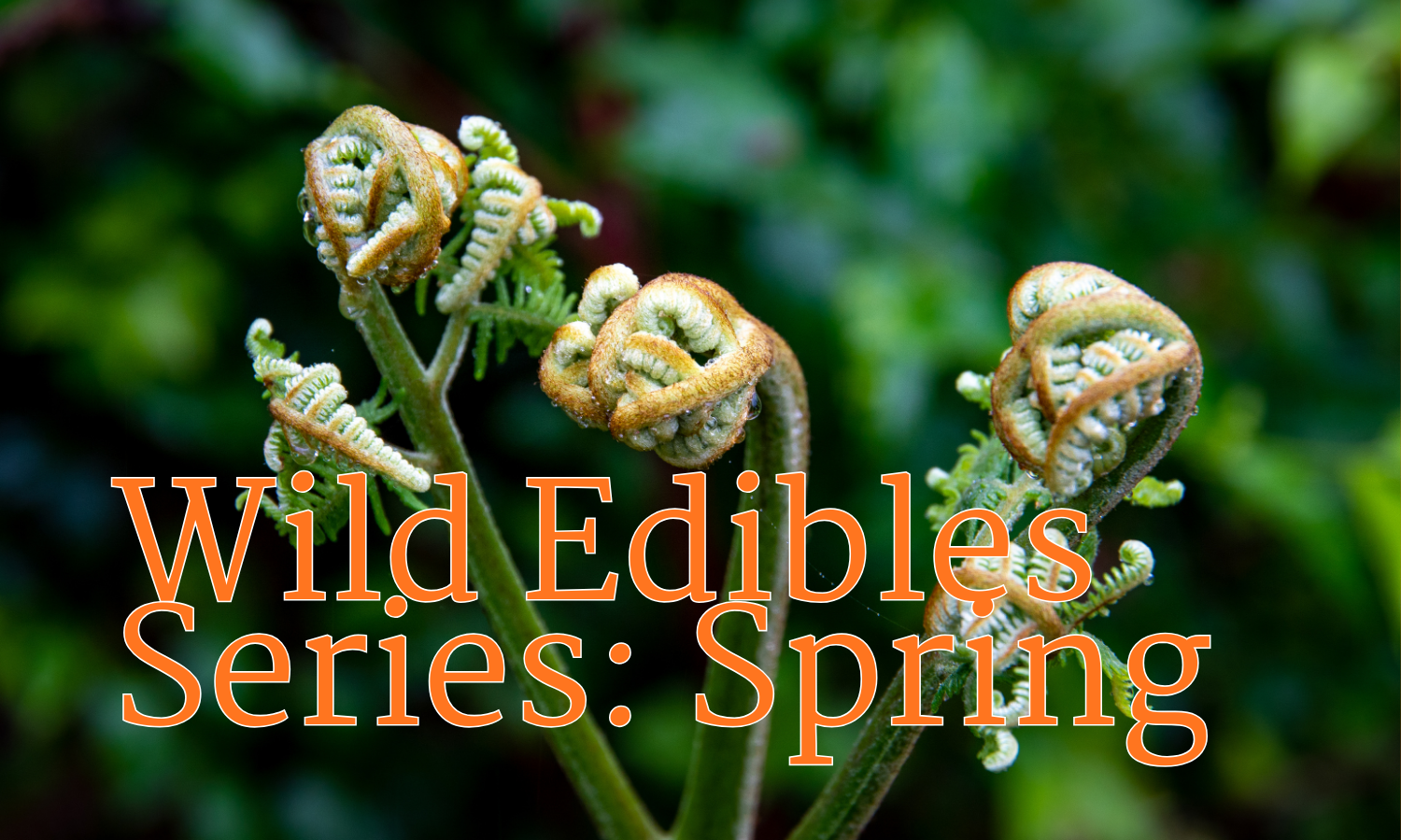Wild Edible Series: Spring @ Pigeon Hill