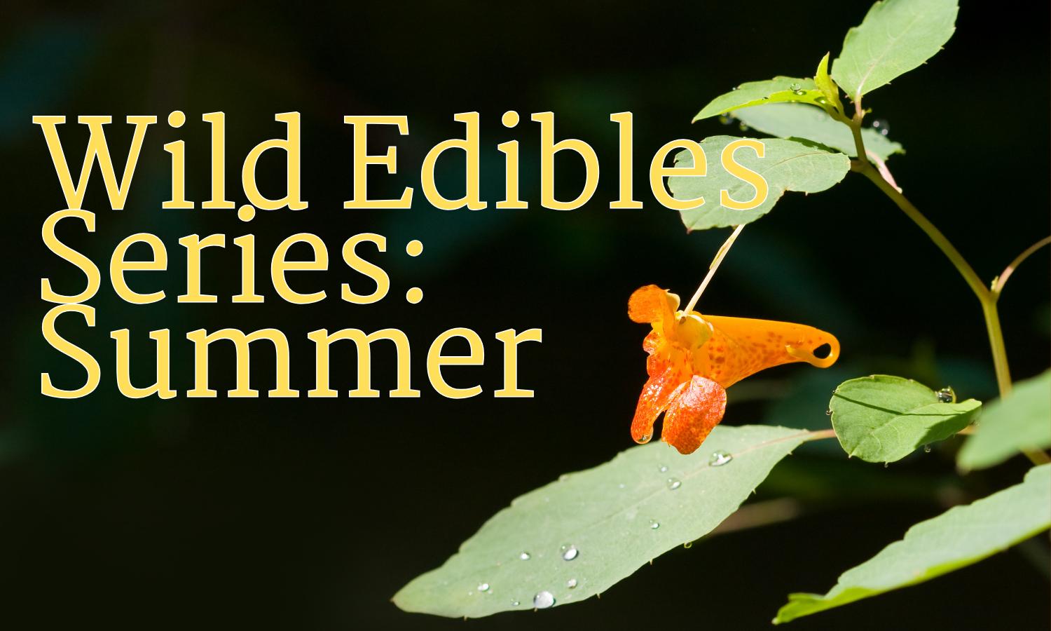 Wild Edible Series: Summer @ Pigeon Hill